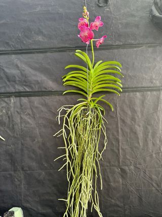 Orquídea Vanda Grande
