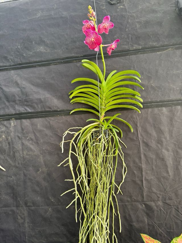 Orquídea Vanda Grande