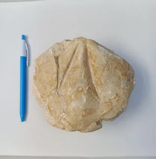 Fósil Schizobrissus muy grande