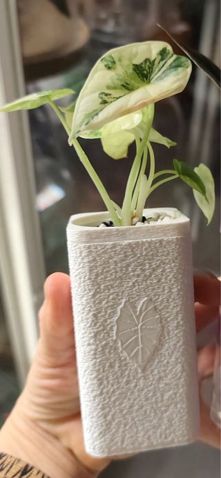 Macetero/cup autorriego