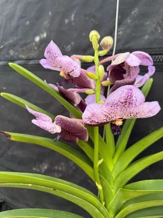 Orquídea Vanda Grande
