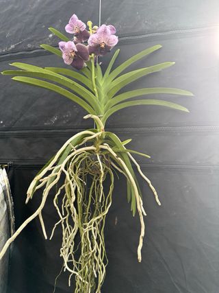 Orquídea Vanda Grande