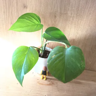 "POTHOS" Planta