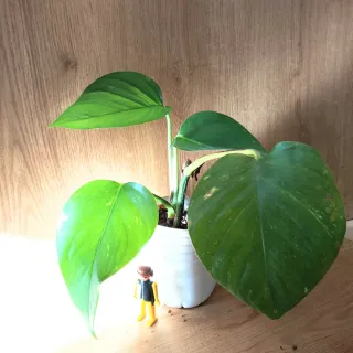 "POTHOS" Planta