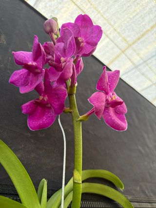 Orquídea Vanda Grande