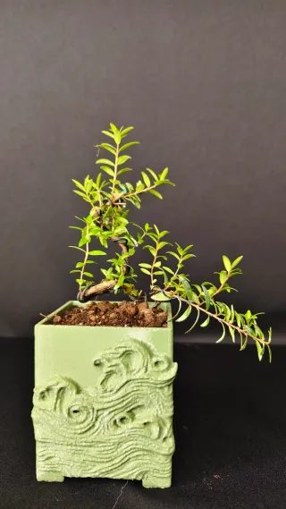 Bonsái Mirto Común