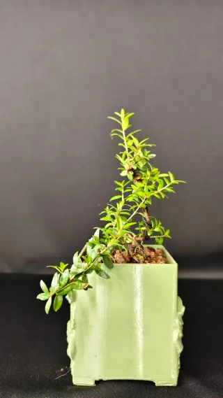 Bonsái Mirto Común