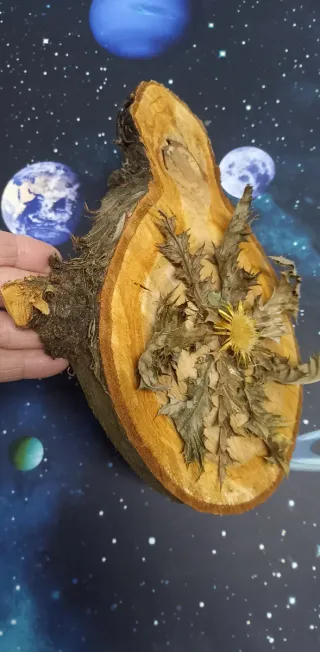 Eguzkilore artesanal sobre rodaja de árbol