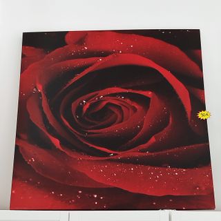 Cuadro Rosa Roja con Gotas