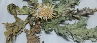 Eguzkilore artesanal sobre madera