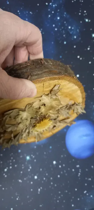 Eguzkilore artesanal sobre rodaja de árbol