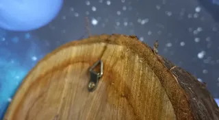 Eguzkilore artesanal sobre rodaja de árbol