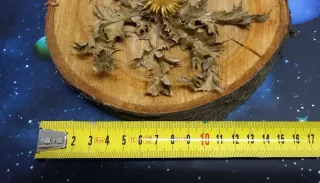 Eguzkilore artesanal sobre rodaja de árbol