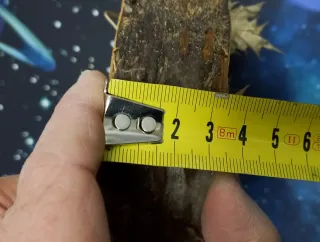 Eguzkilore artesanal sobre rodaja de árbol