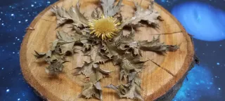 Eguzkilore artesanal sobre rodaja de árbol