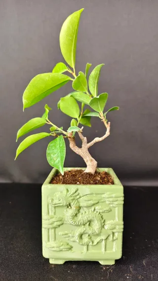 Bonsai Ficus Retusa