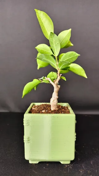 Bonsai Ficus Retusa