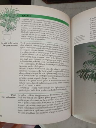 Le piante d'appartamento