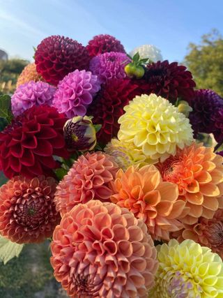 semi Dalia da Collezione • Fiori Doppi Vellutati