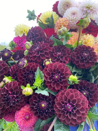 semi Dalia da Collezione • Fiori Doppi Vellutati