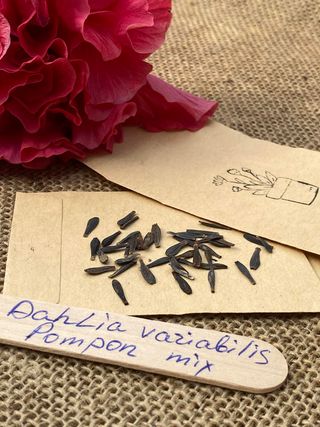 semi Dalia da Collezione • Fiori Doppi Vellutati