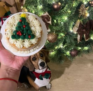 Delicias para mascotas: Pasteles y Galletas