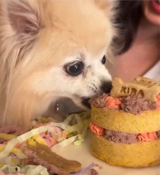 Delicias para mascotas: Pasteles y Galletas