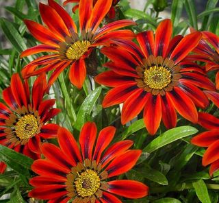 semi Gazania Collezione - Arcobaleno Mediterraneo