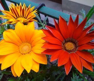semi Gazania Collezione - Arcobaleno Mediterraneo