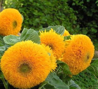 semi Girasole Teddy Bear nana 1 €