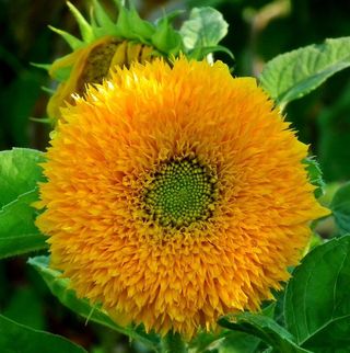 semi Girasole Teddy Bear nana 1 €