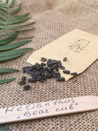 semi Girasole Teddy Bear nana 1 €