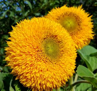 semi Girasole Teddy Bear nana 1 €