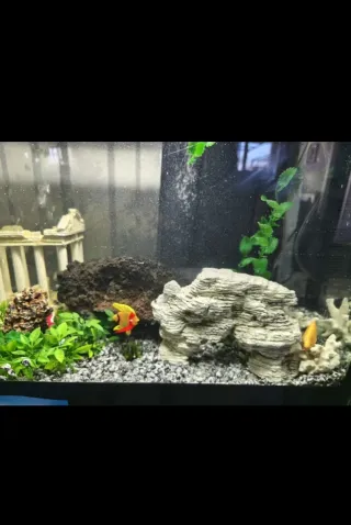 Acuario 60L como nuevo