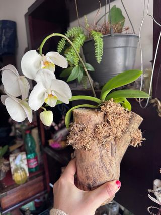 Orchidea su zattera in legno