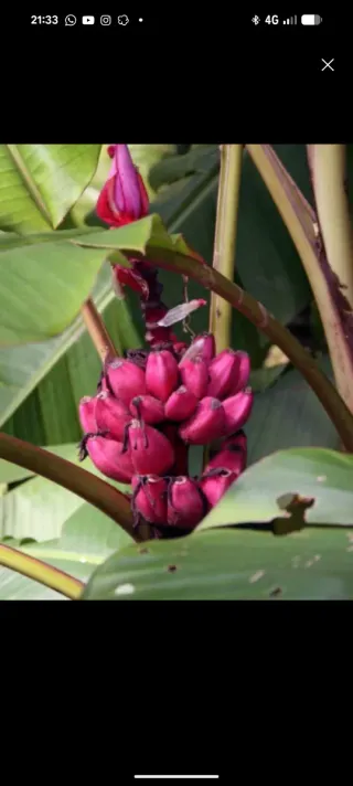 Musa velutina - para sementaeco