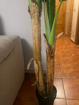 Planta artificial bananera