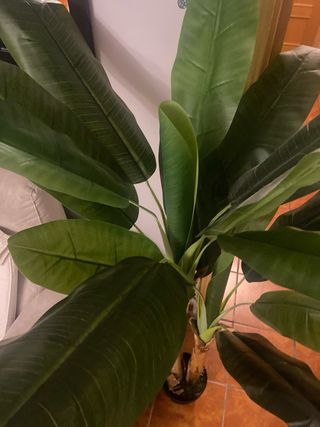 Planta artificial bananera