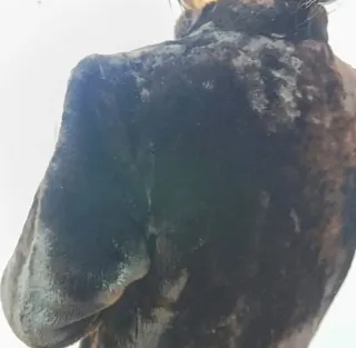 Abrigo de piel Mouton L