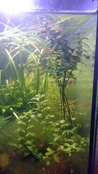 Lote plantas acuario