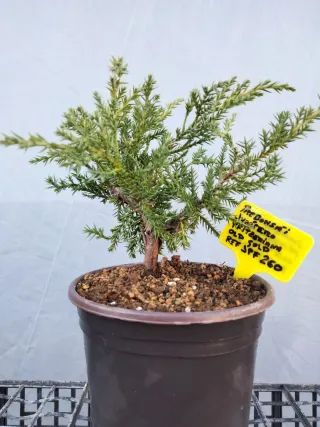 Prebonsai Pfitzeriana Old Gold