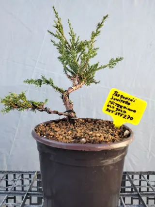 Prebonsai Junípero Pfitzeriana Old Gold