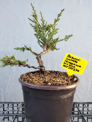 Prebonsai Junípero Pfitzeriana Old Gold