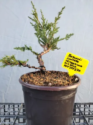 Prebonsai Junípero Pfitzeriana Old Gold