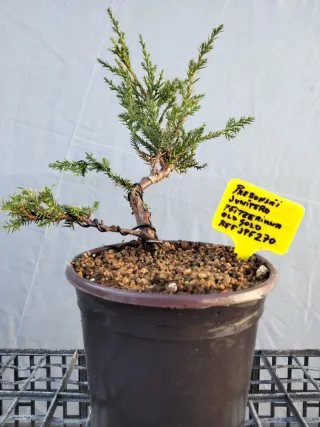 Prebonsai Junípero Pfitzeriana Old Gold
