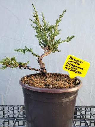 Prebonsai Junípero Pfitzeriana Old Gold
