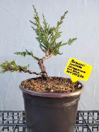 Prebonsai Junípero Pfitzeriana Old Gold