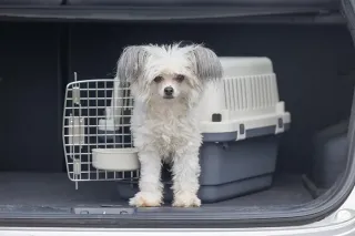 Transportín para mascotas XS homologado IATA Nuevo