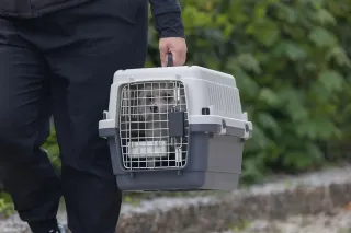 Transportín para mascotas XS homologado IATA Nuevo