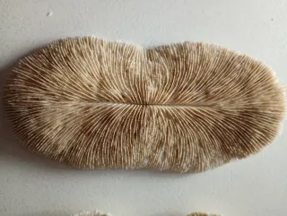 Coralli fossili decorativi